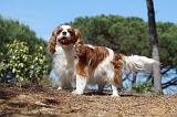 CAVALIER KING CHARLES 333